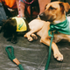 Illustration for article titled We Went To The Puppy Bowl And Brought Back Pictures Of Very Good Doggies And Cats